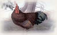 RI State Bird: Rhode Island Red